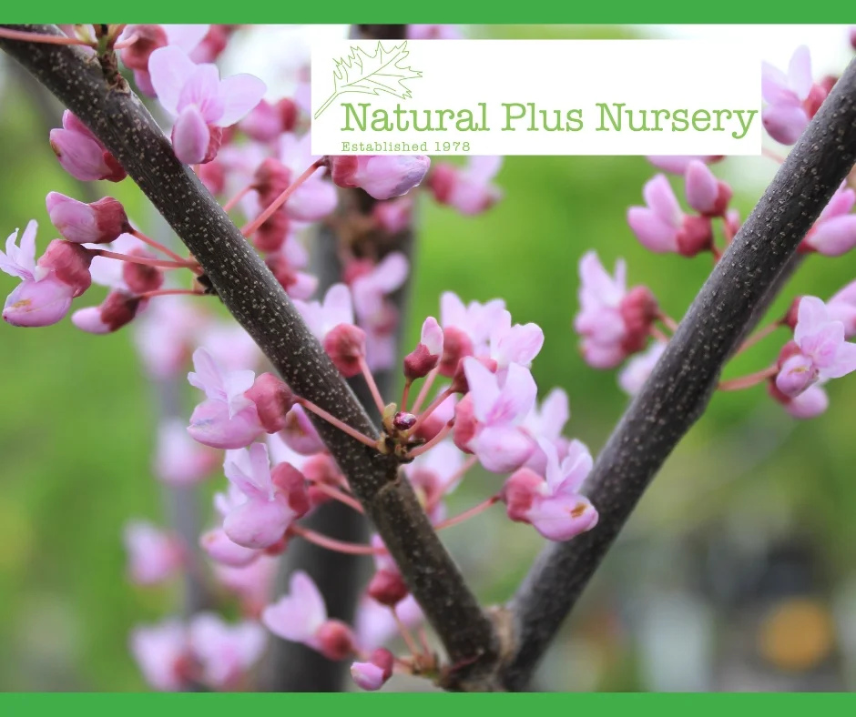Crab trees add spring color to your landscape