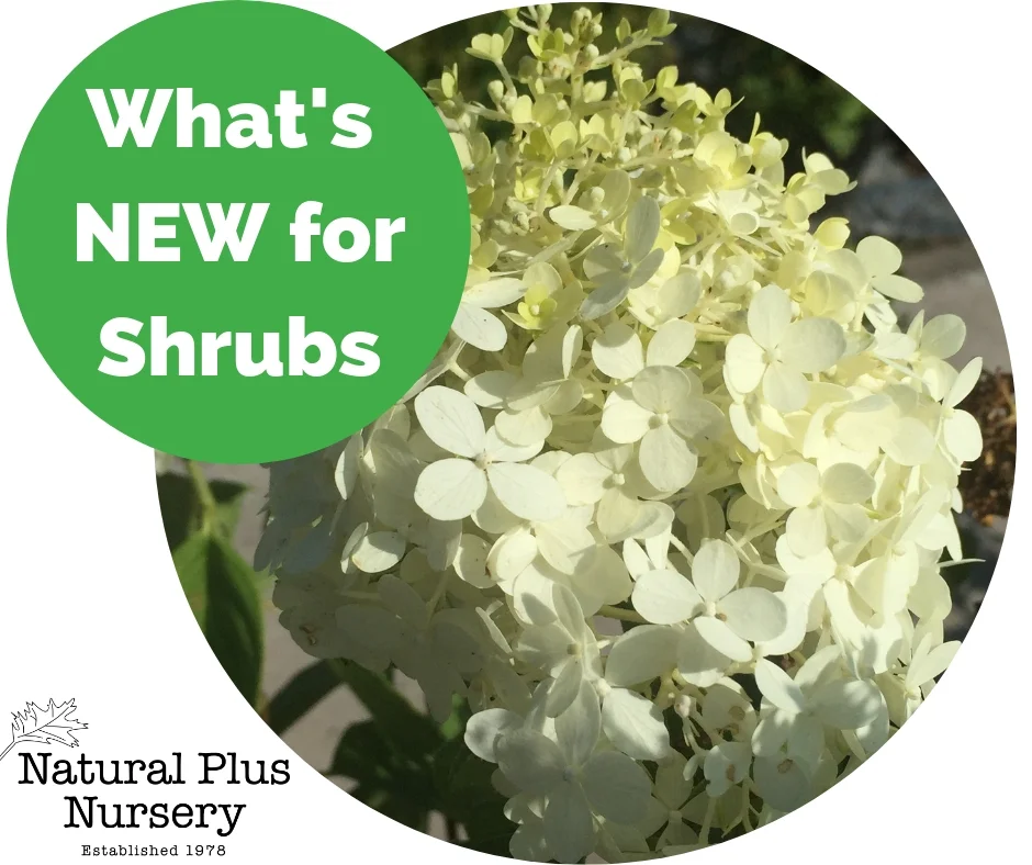 what's new for shrubs (1).jpg