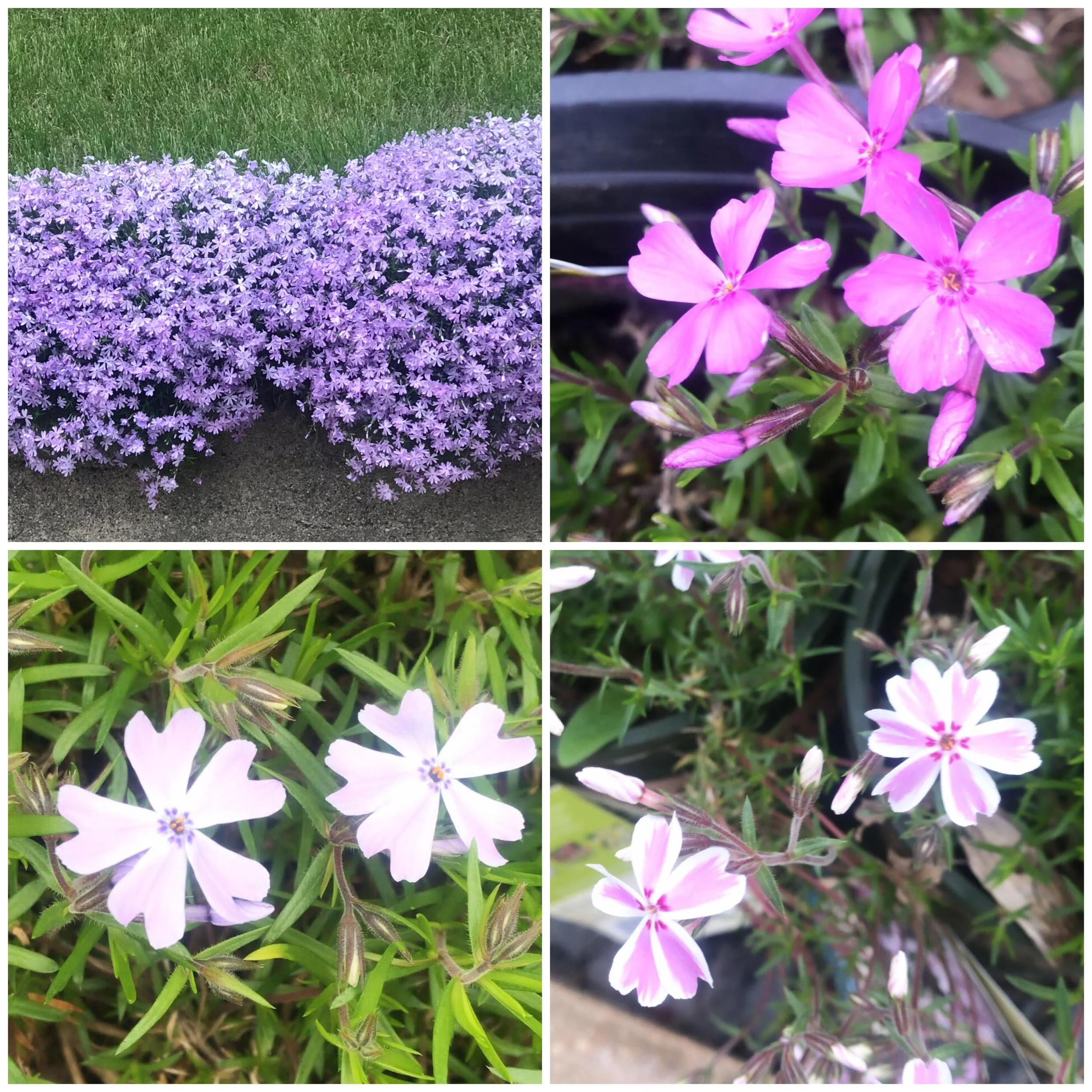 First up, creeping phlox. The top left picture was taken on Main Street in Clear Lake. They are putting on quite the show right now!
