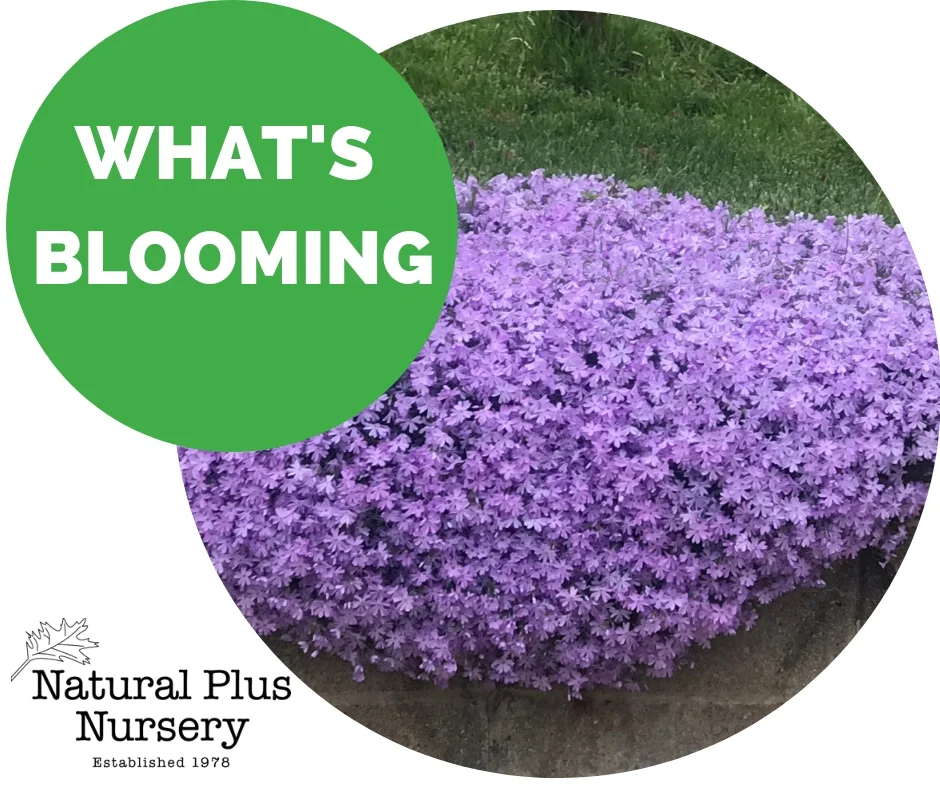 WHAT'S BLOOMING.jpg