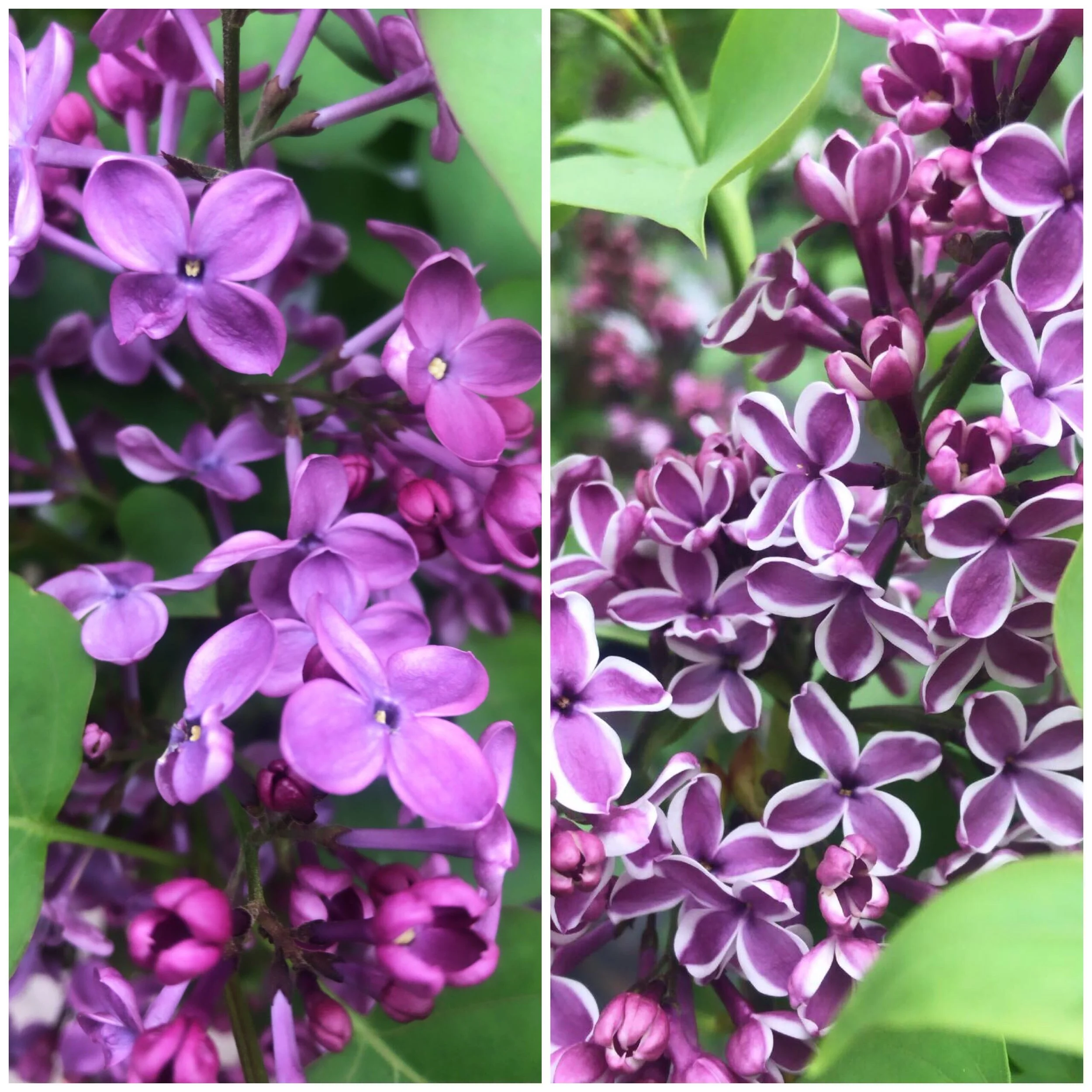 Lilacs are blooming! And they smell so good! Want to add some fragrance to your landscape? Here’s an article to get you started HERE
