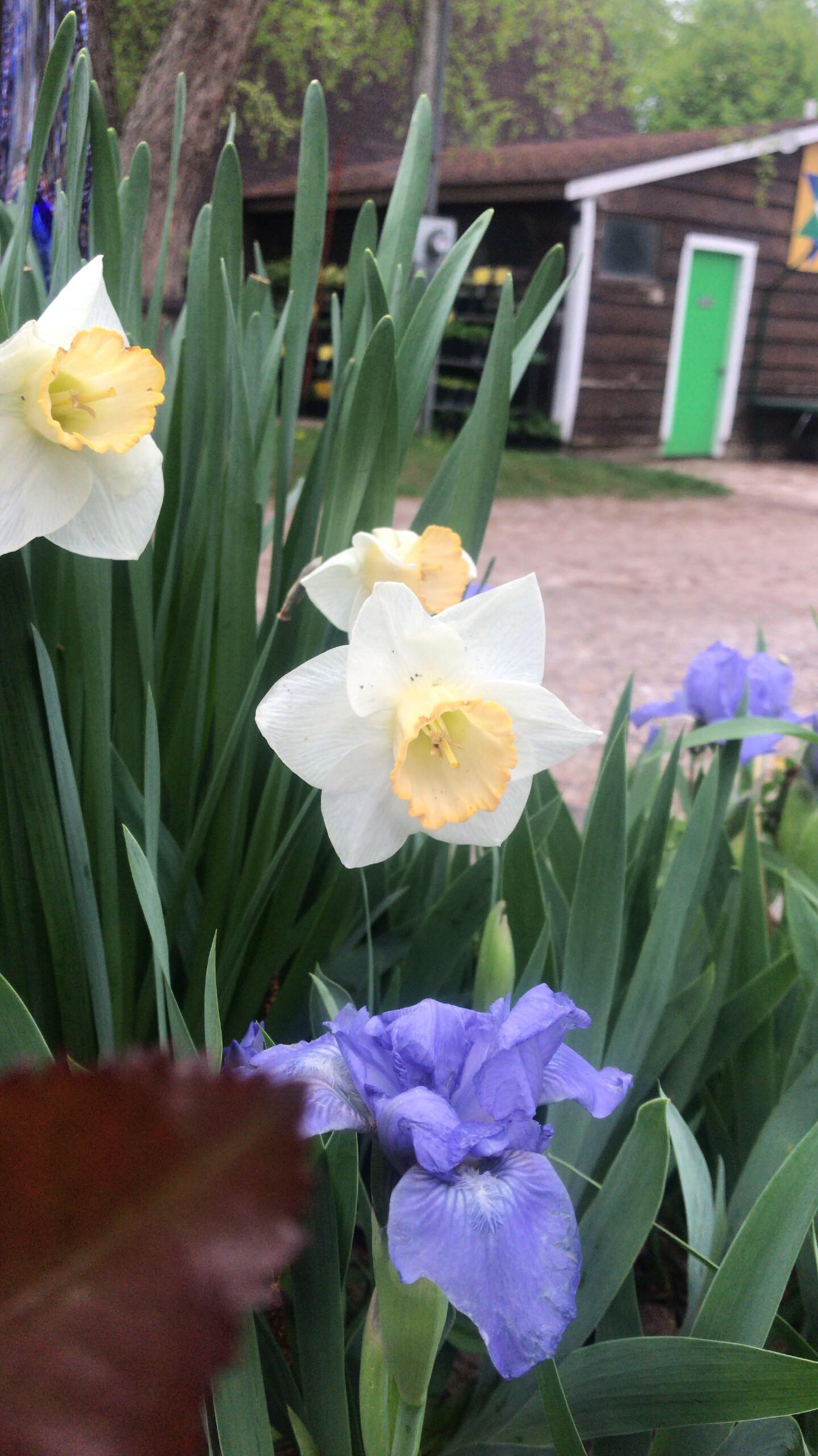 Daffodils and irises make a lovely combination.