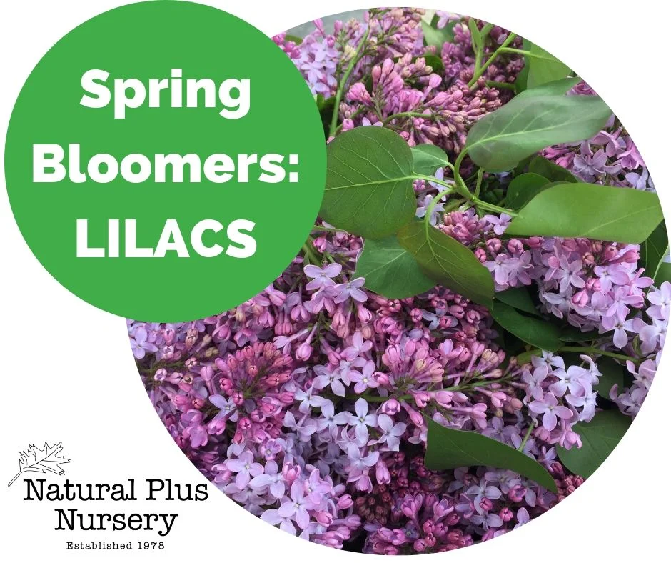 Spring Bloomers_ Lilac.jpg