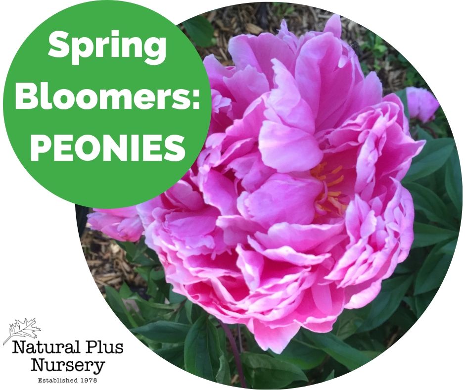 Spring Bloomers_ PEONIES.jpg