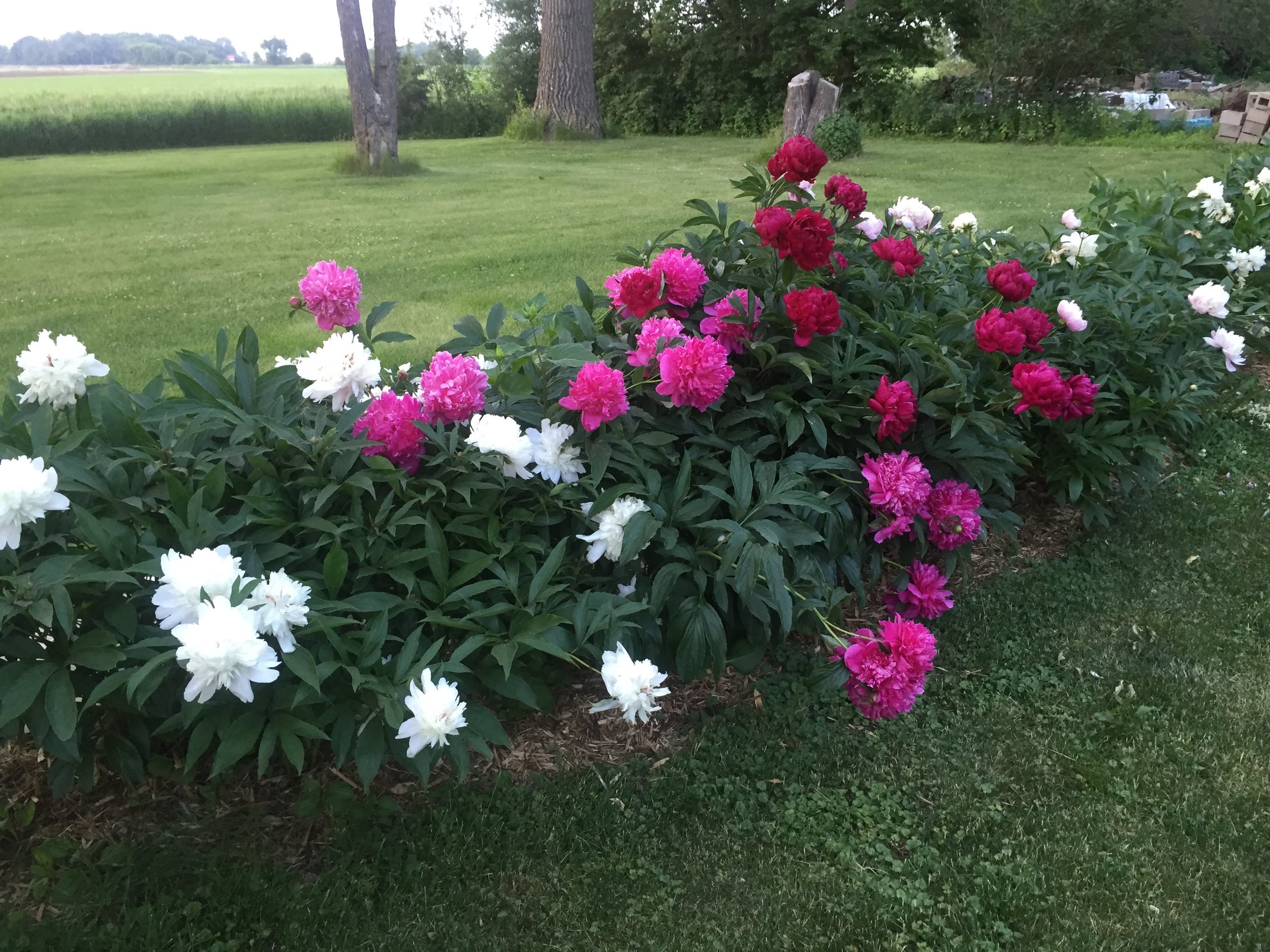 The row of peonies in the backyard of our home at Natural Plus Nursery. They are over 50 years old.