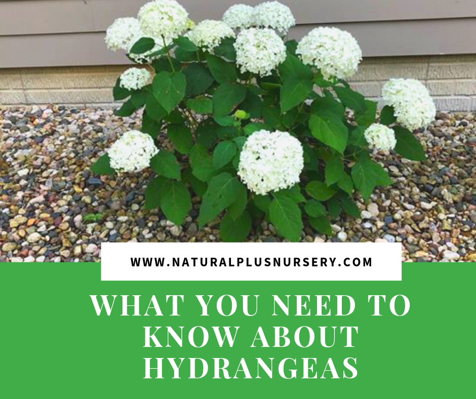 WHAT YOU NEED TO KNOW ABOUT HYDRANGEAS.png
