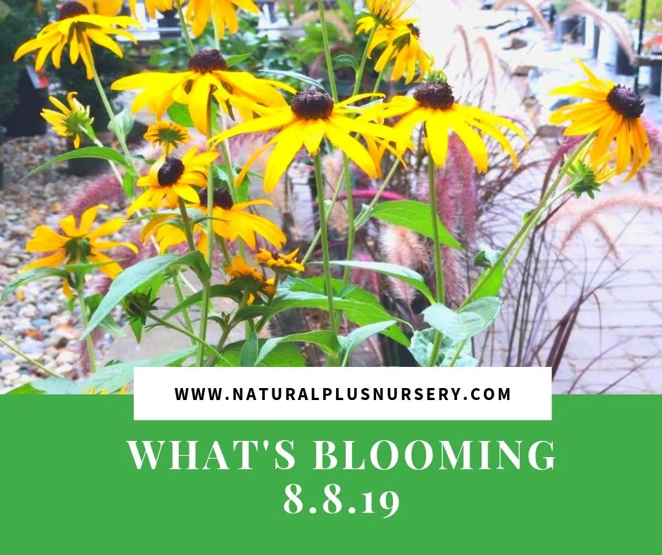 What’s Blooming 8.8.19