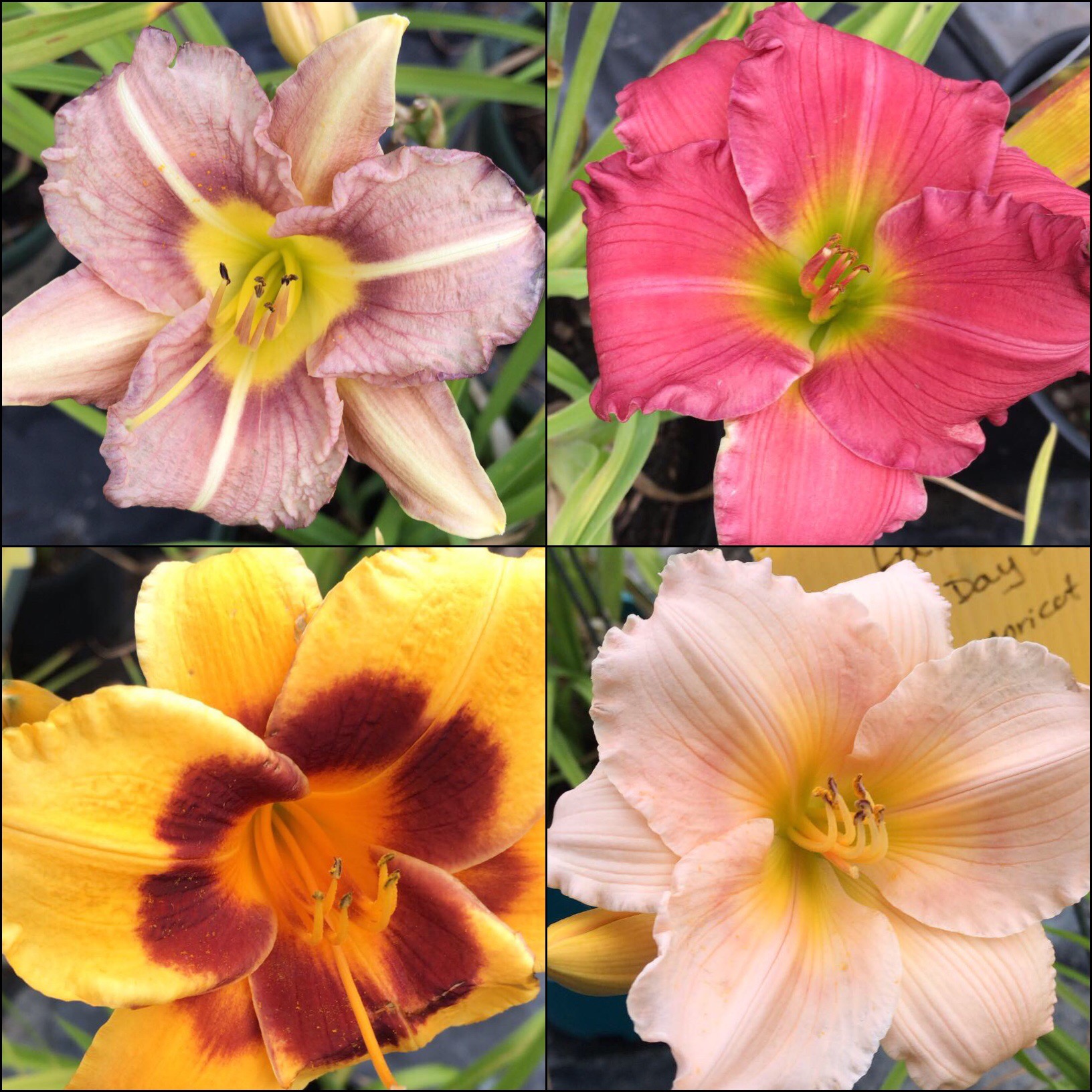 Many varieties of daylilies available at Natural Plus Nursery
