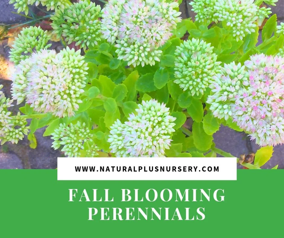 fall blooming perennials.jpg