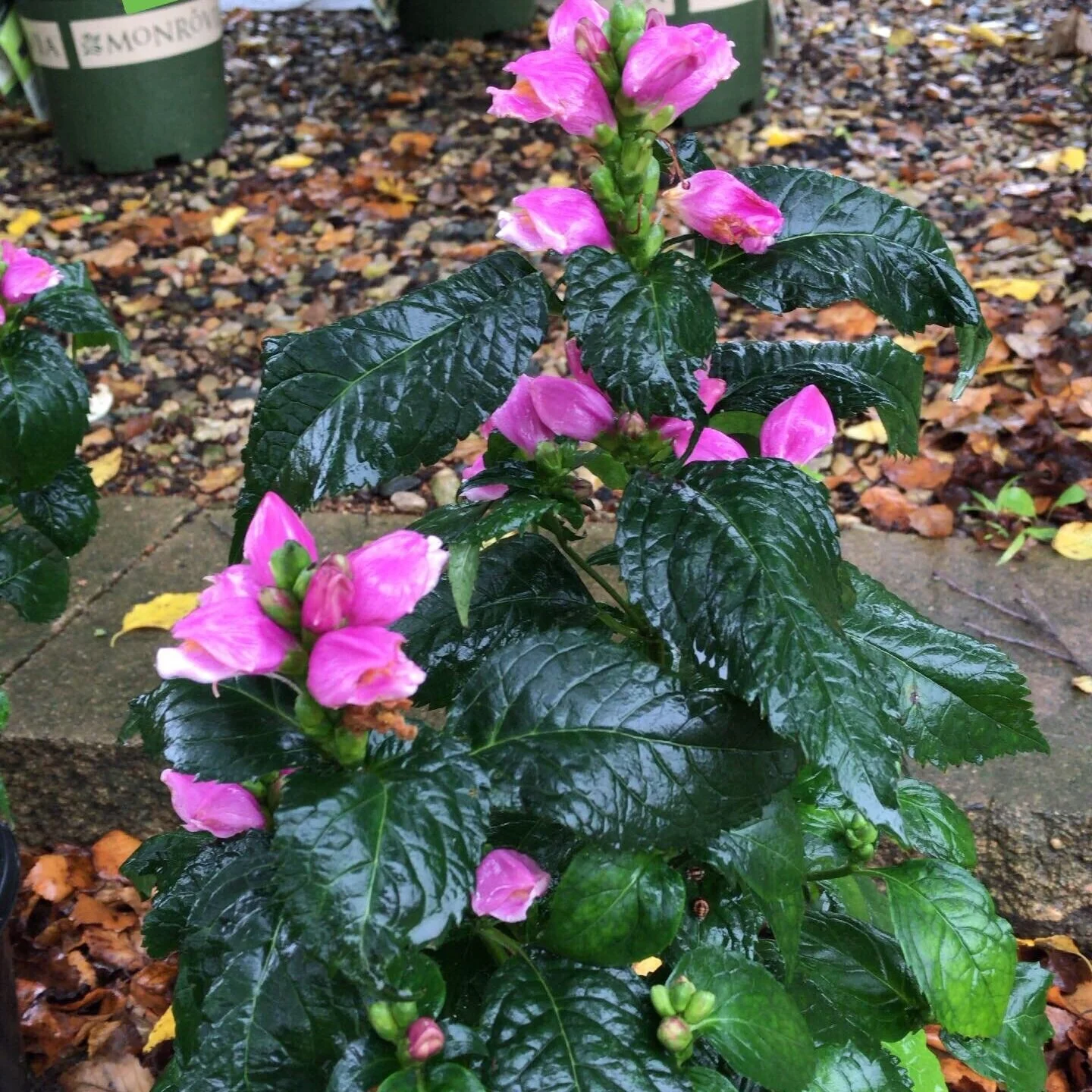 Tiny Tortuga Turtlehead