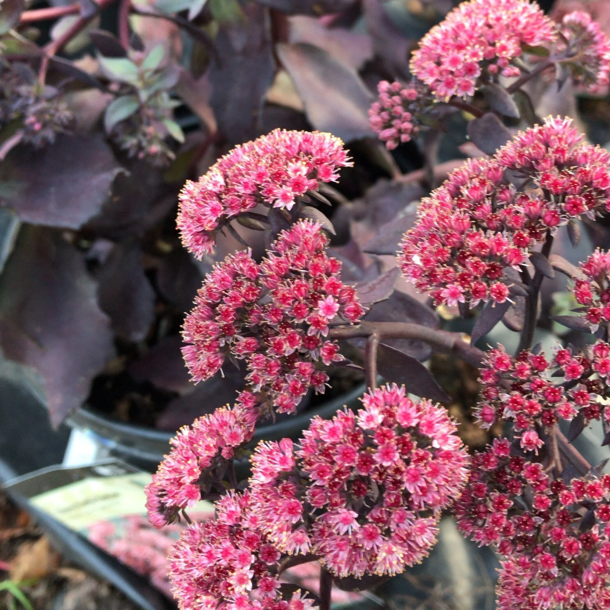 Cherry Truffle Sedum
