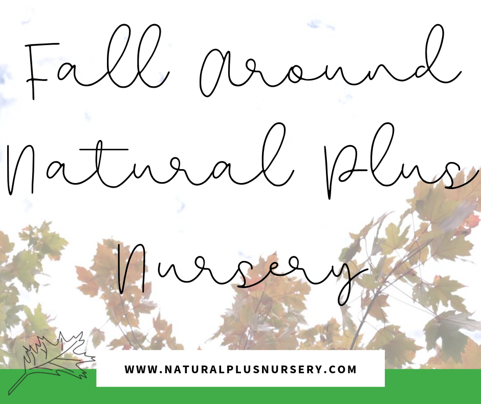 Fall Around Natural Plus Nursery