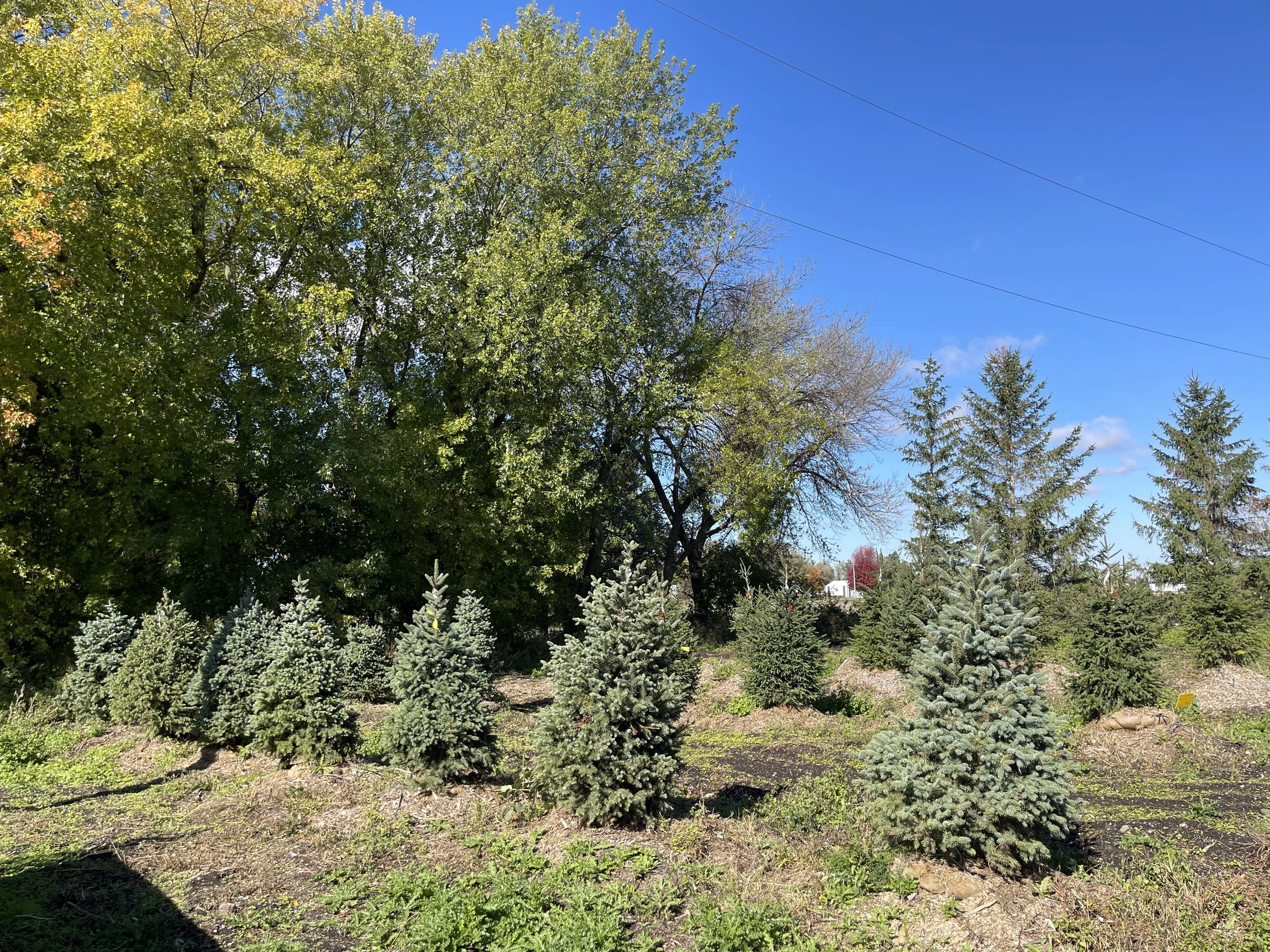 Evergreen Windbreaks