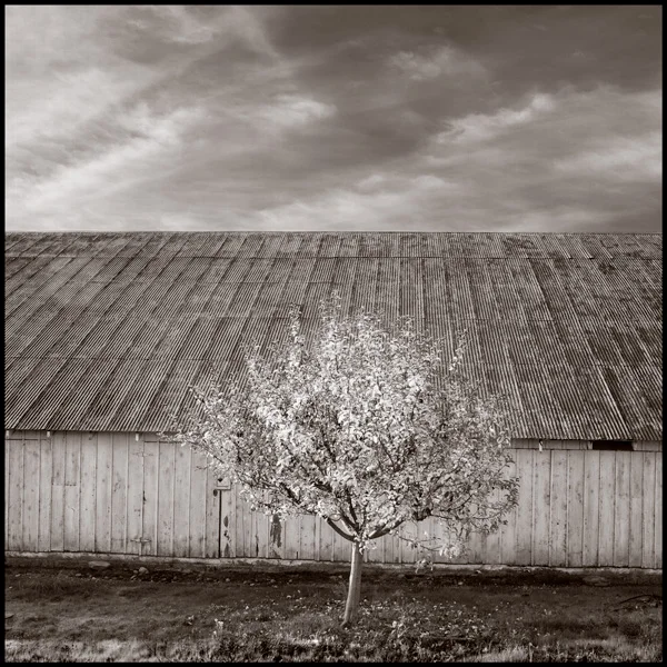 Apple-Tree-and-Barn-3.jpg