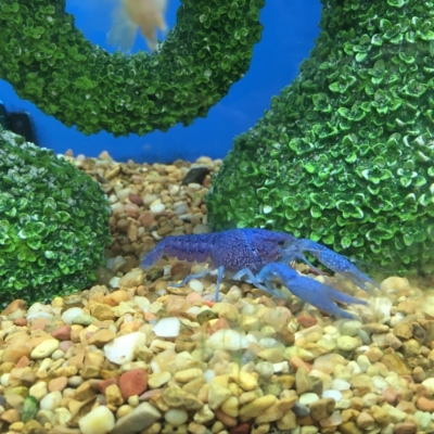 The Florida blue crayfish in its natural habitat in Petco.