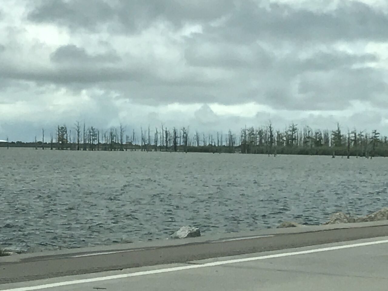 Ghost trees.
