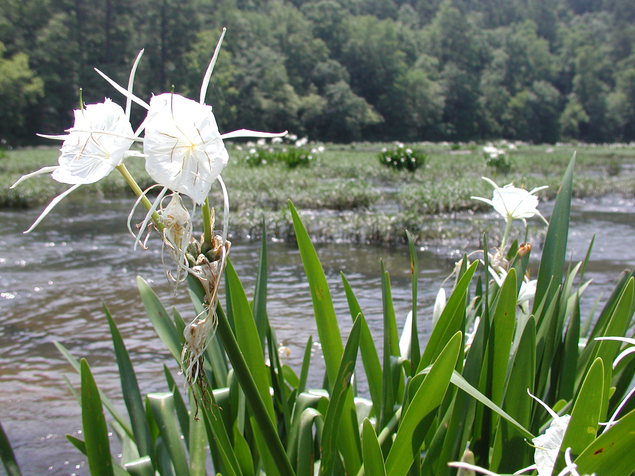 Cahaba Lillies in bloom. Image from Carmichael Library via Wikimedia Commons.