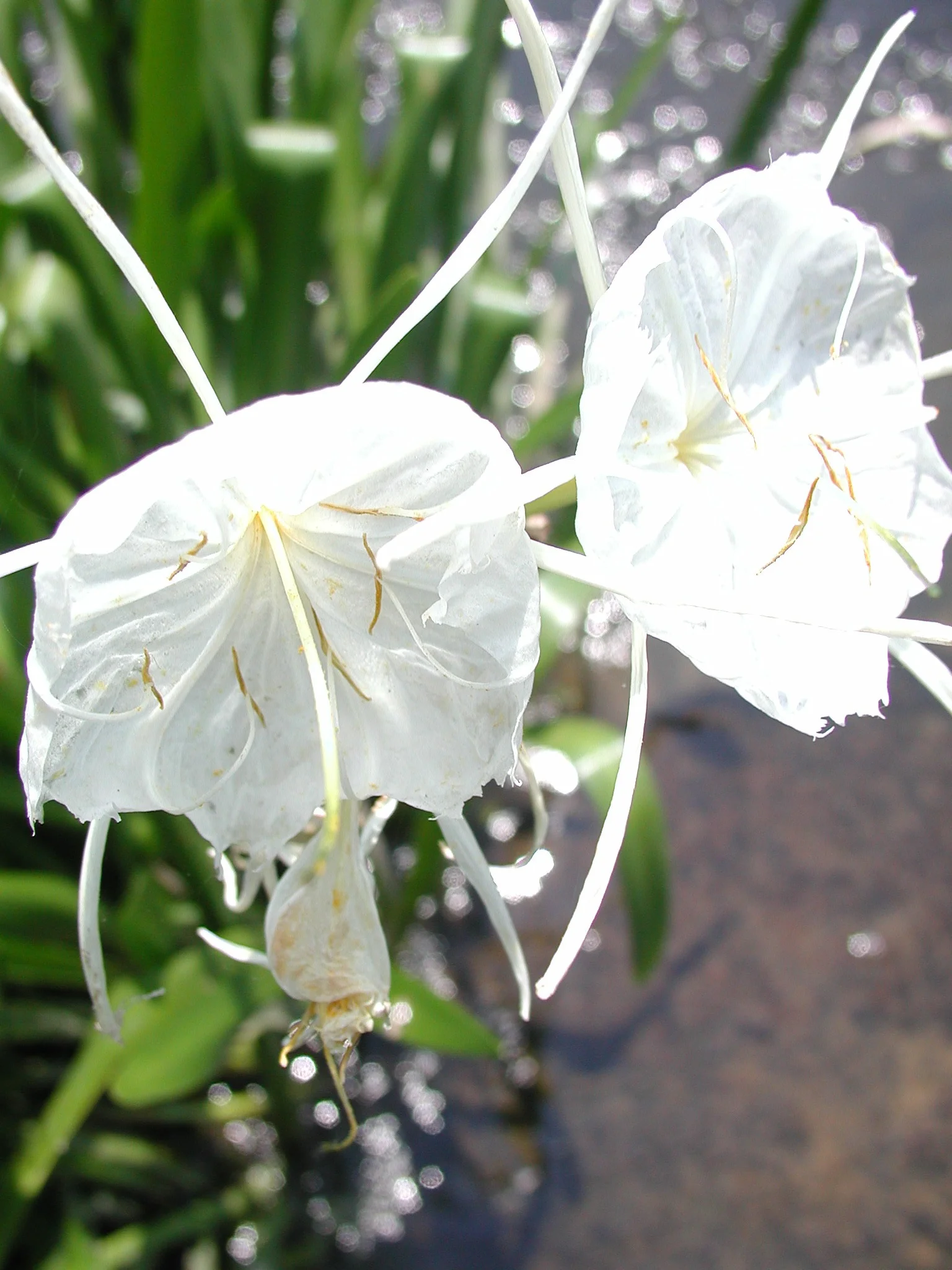 Cahaba Lillies in bloom. Image from Carmichael Library via Wikimedia Commons.