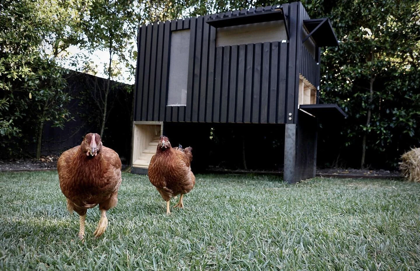 Feeling coop&rsquo;d up? Running out of things to do? Provide yourself with some entertainment and sustainability by building your very own chicken coop. With the lightest arsenal of tools and materials you can pick up from most hardware stores, you 