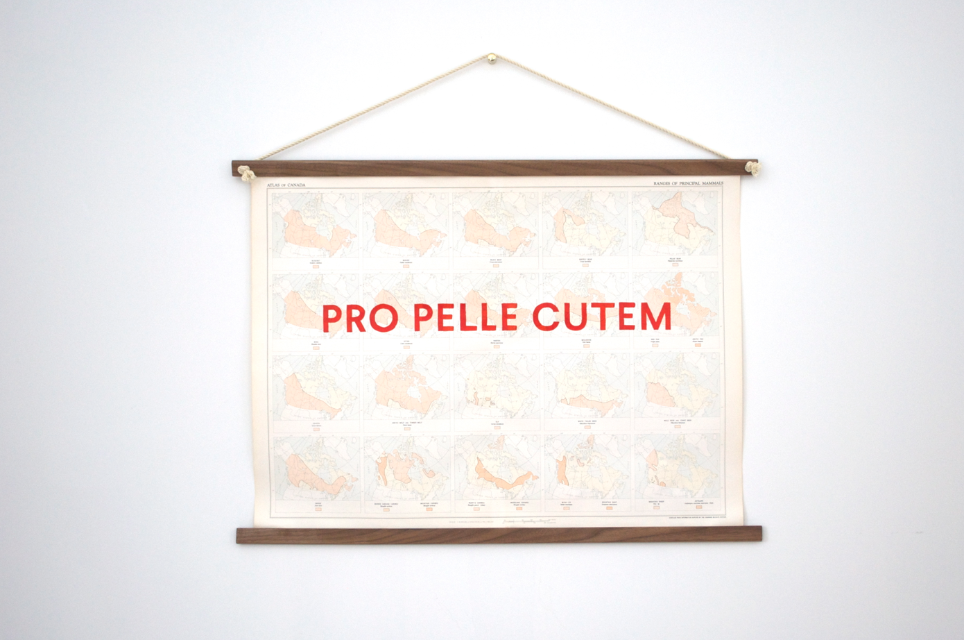 PRO PELLE CUTEM, 2014