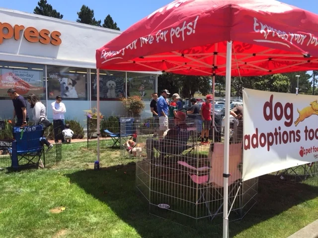 Foster parents come at least once a month to events like these.
