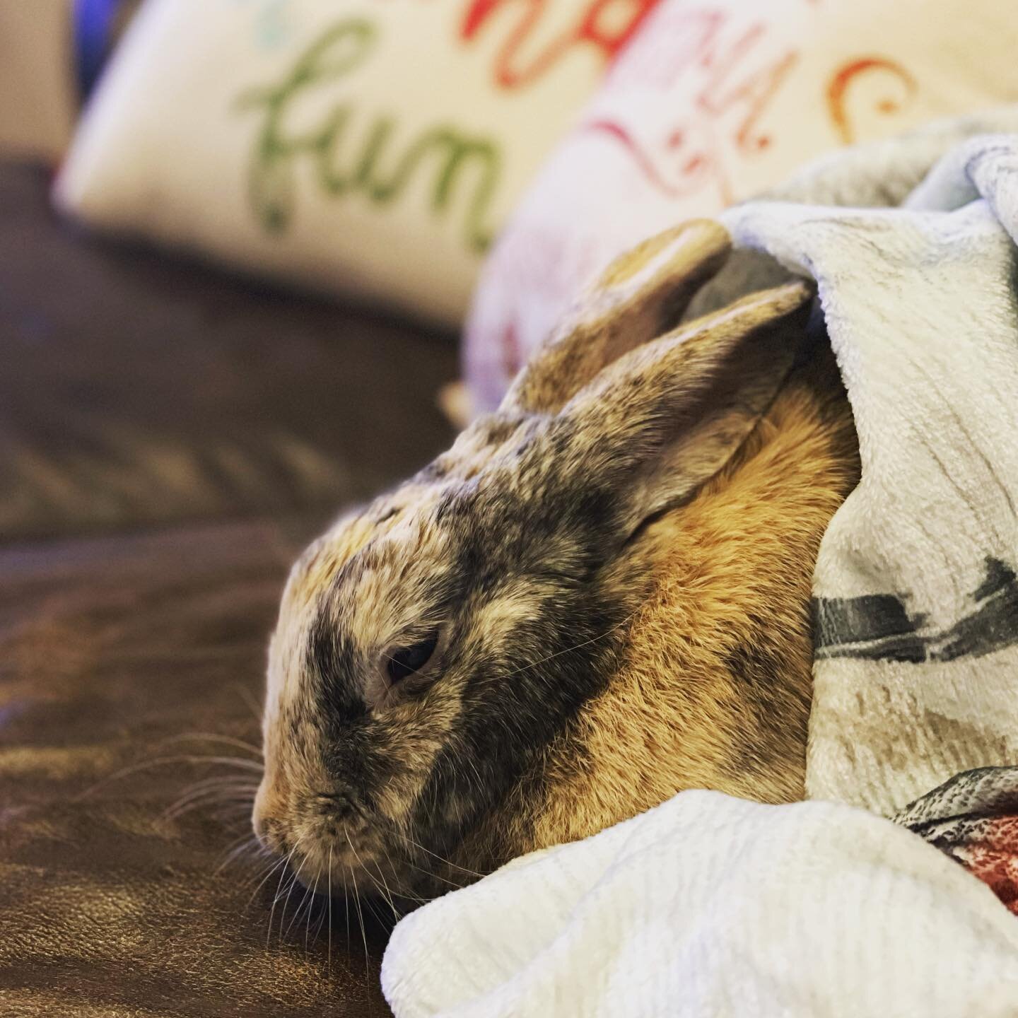 Cinnabunny snuggles 🥰