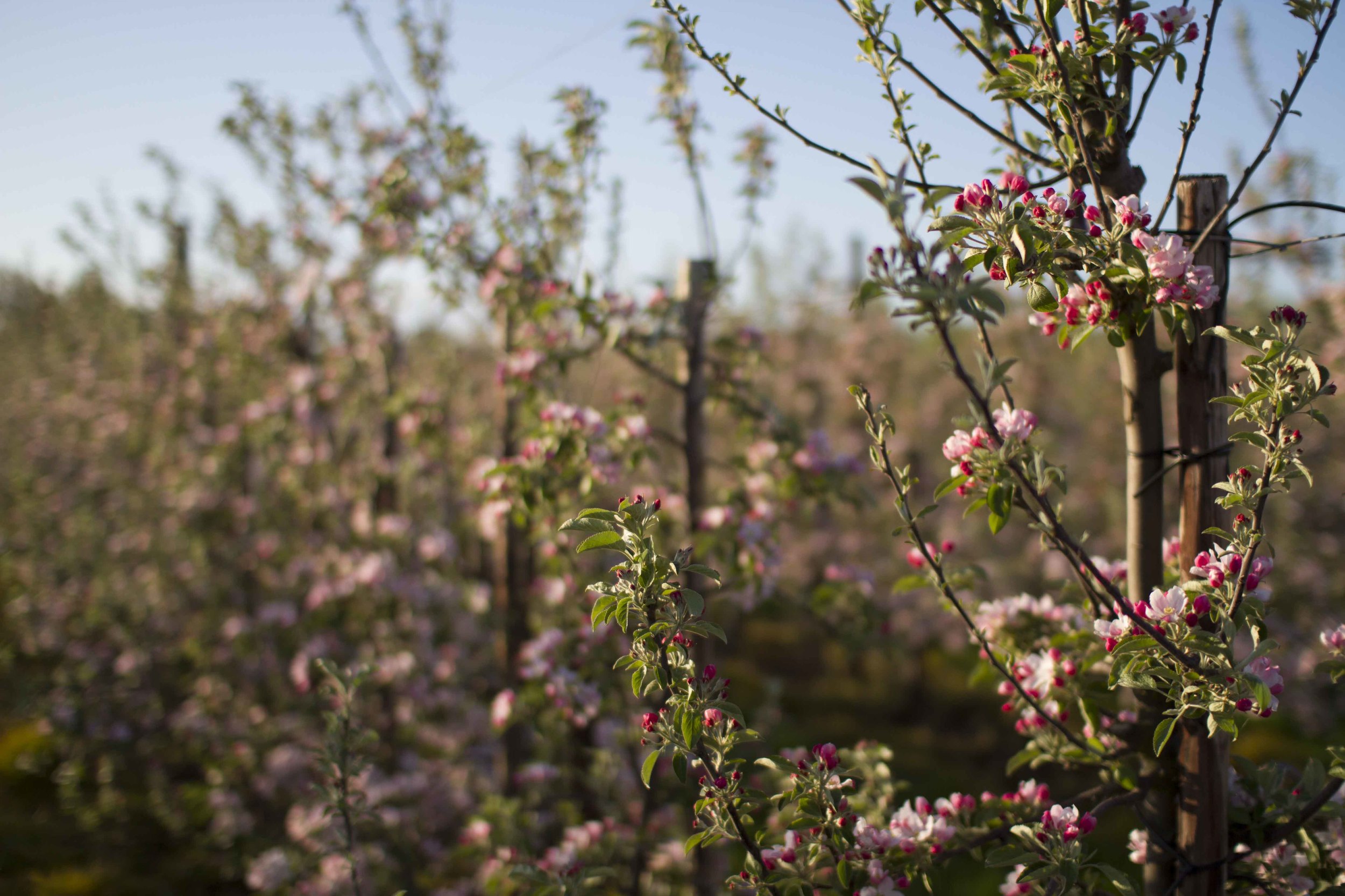 gala_blossom_web.jpg