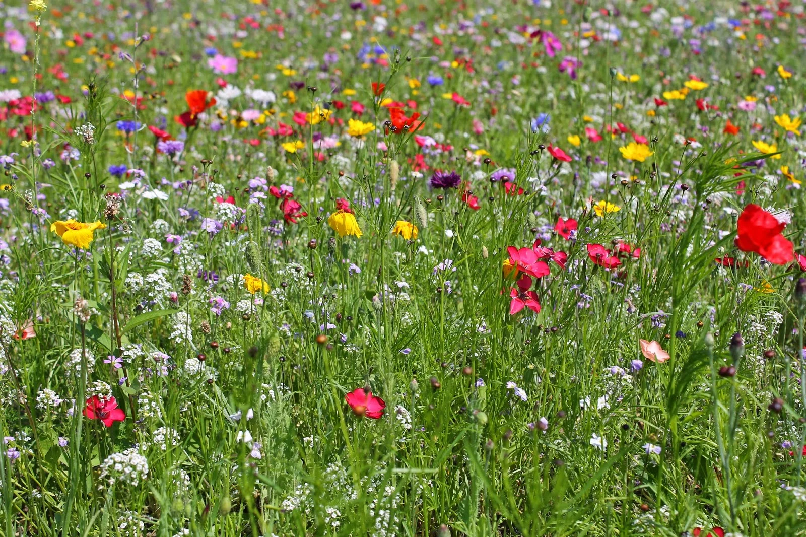 AG - Wildflower meadow.JPG