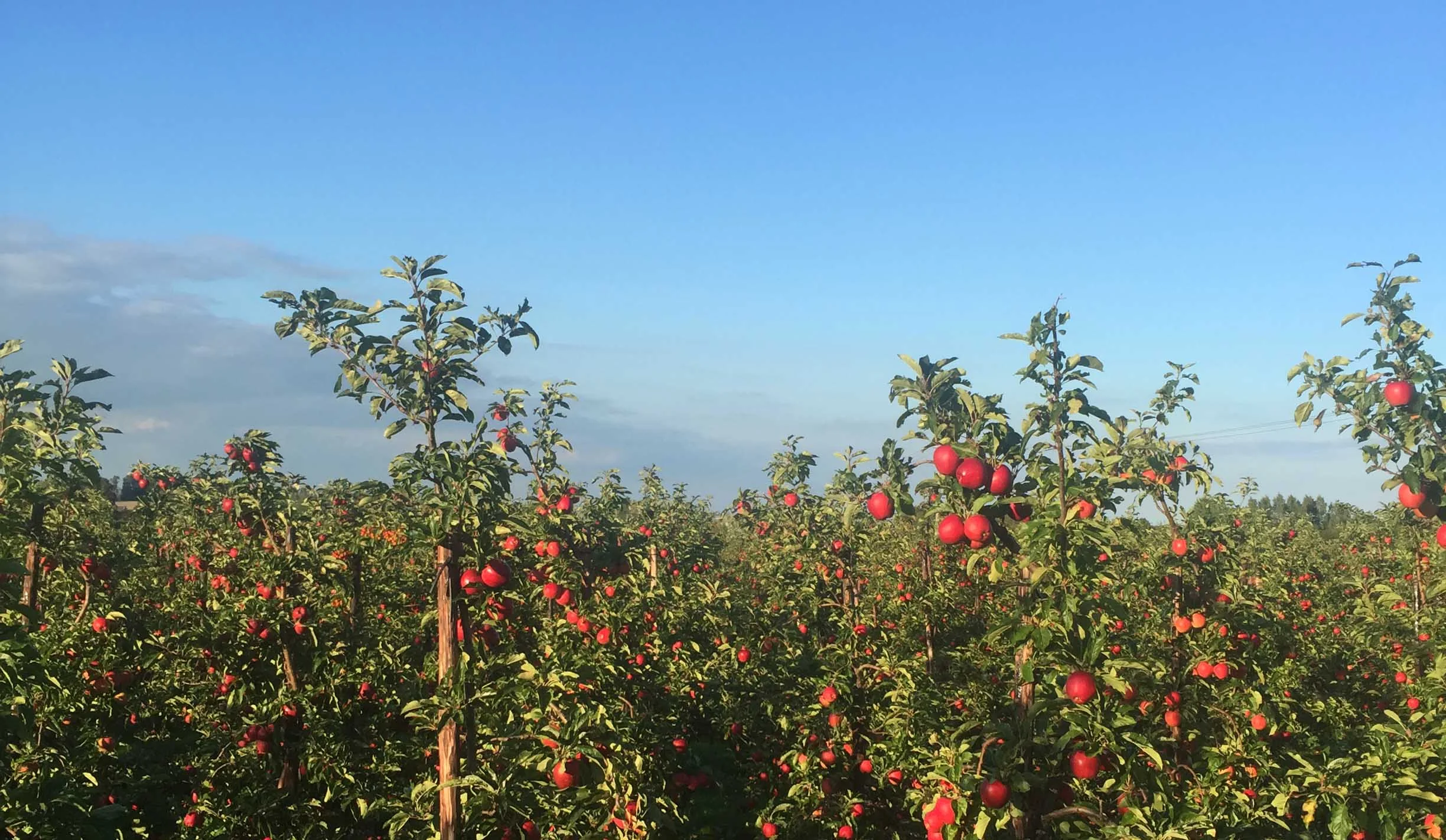 apple_orchard_crop.jpg