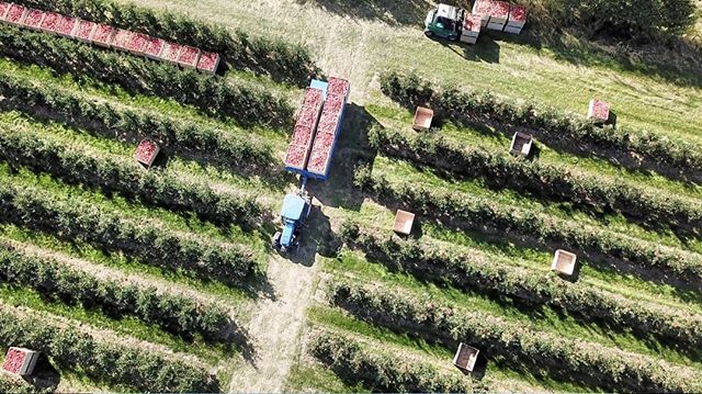 Harvest 2018 ....
.
.
.
.
.
.
.
.
#apples #harvest #kent #farm