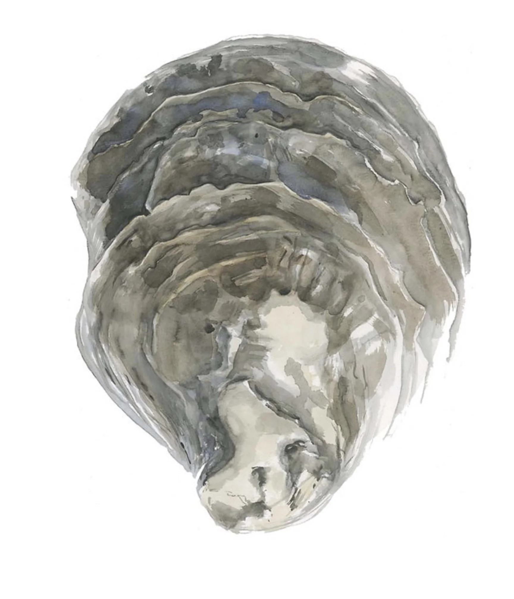 Oyster shell.jpg