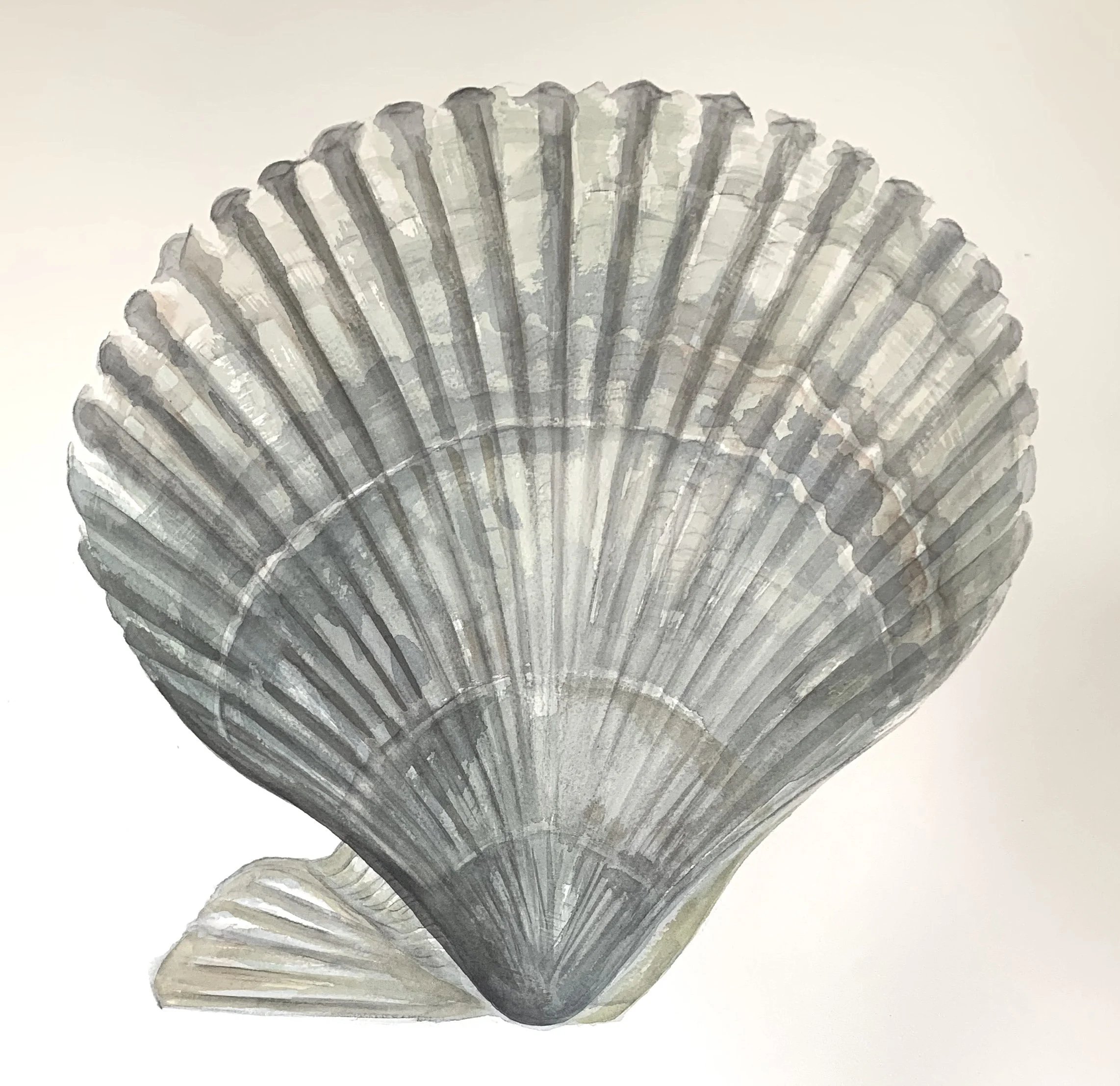 Scallop.jpg