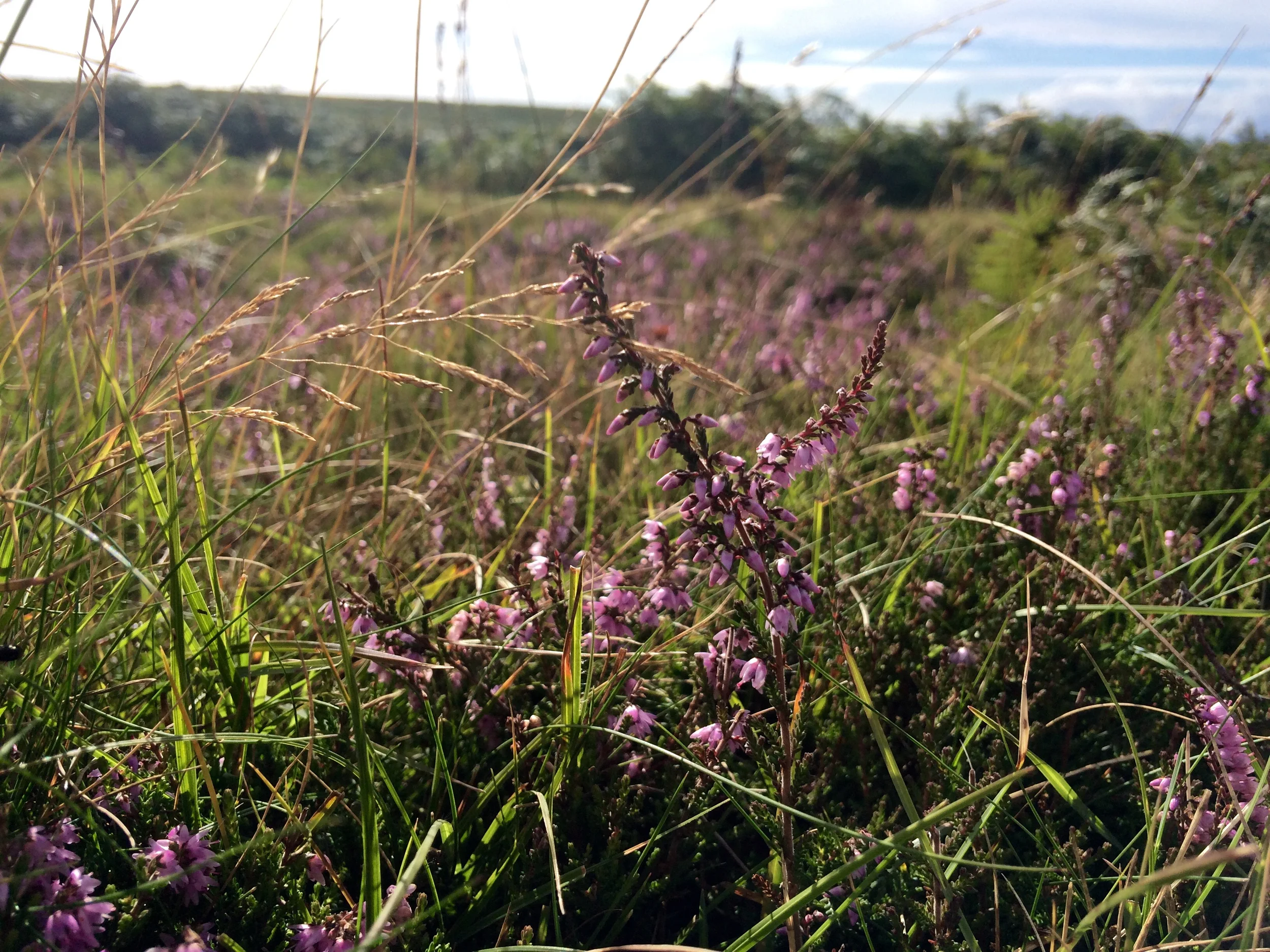 Welsh heather