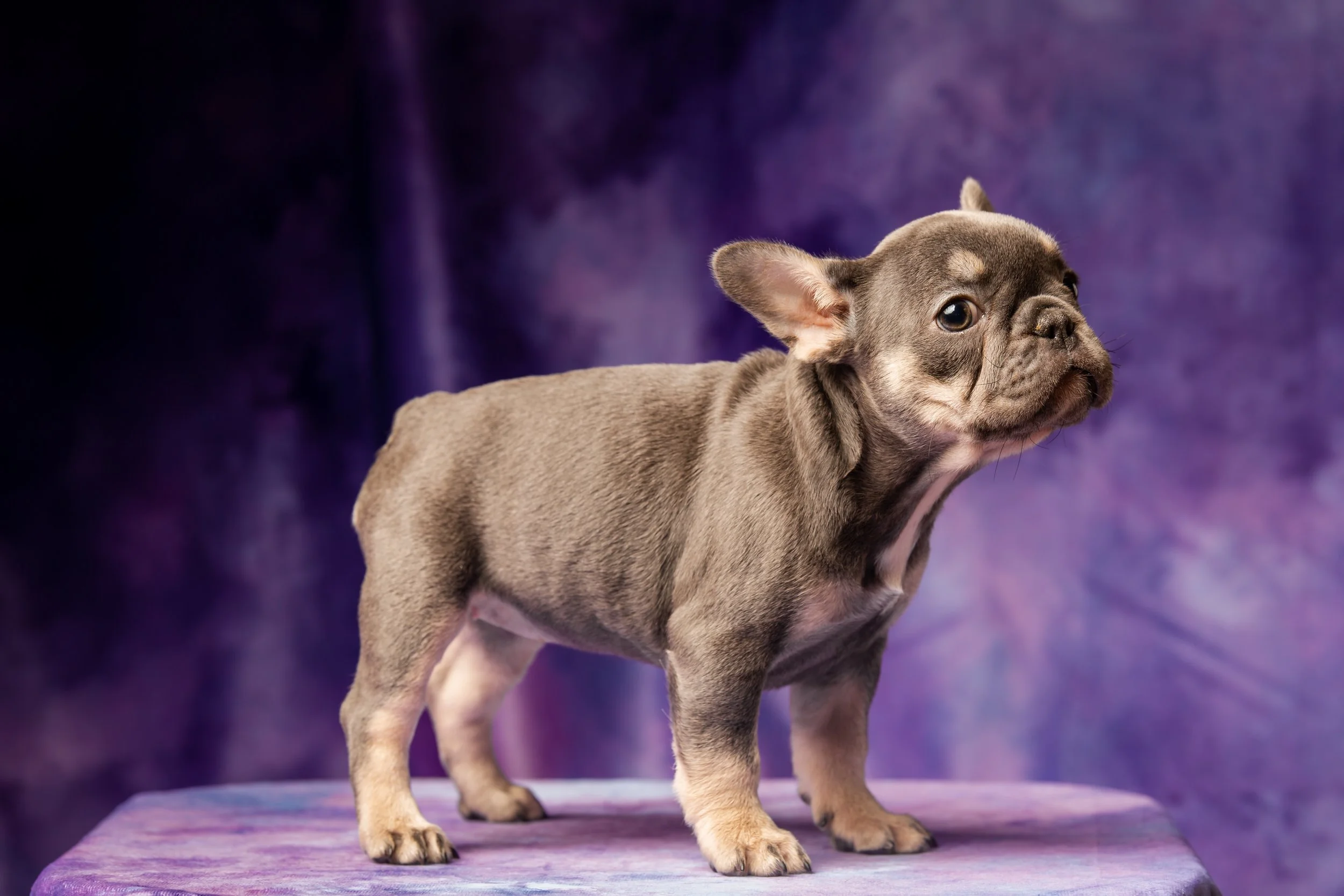 puppy finals-1.jpg