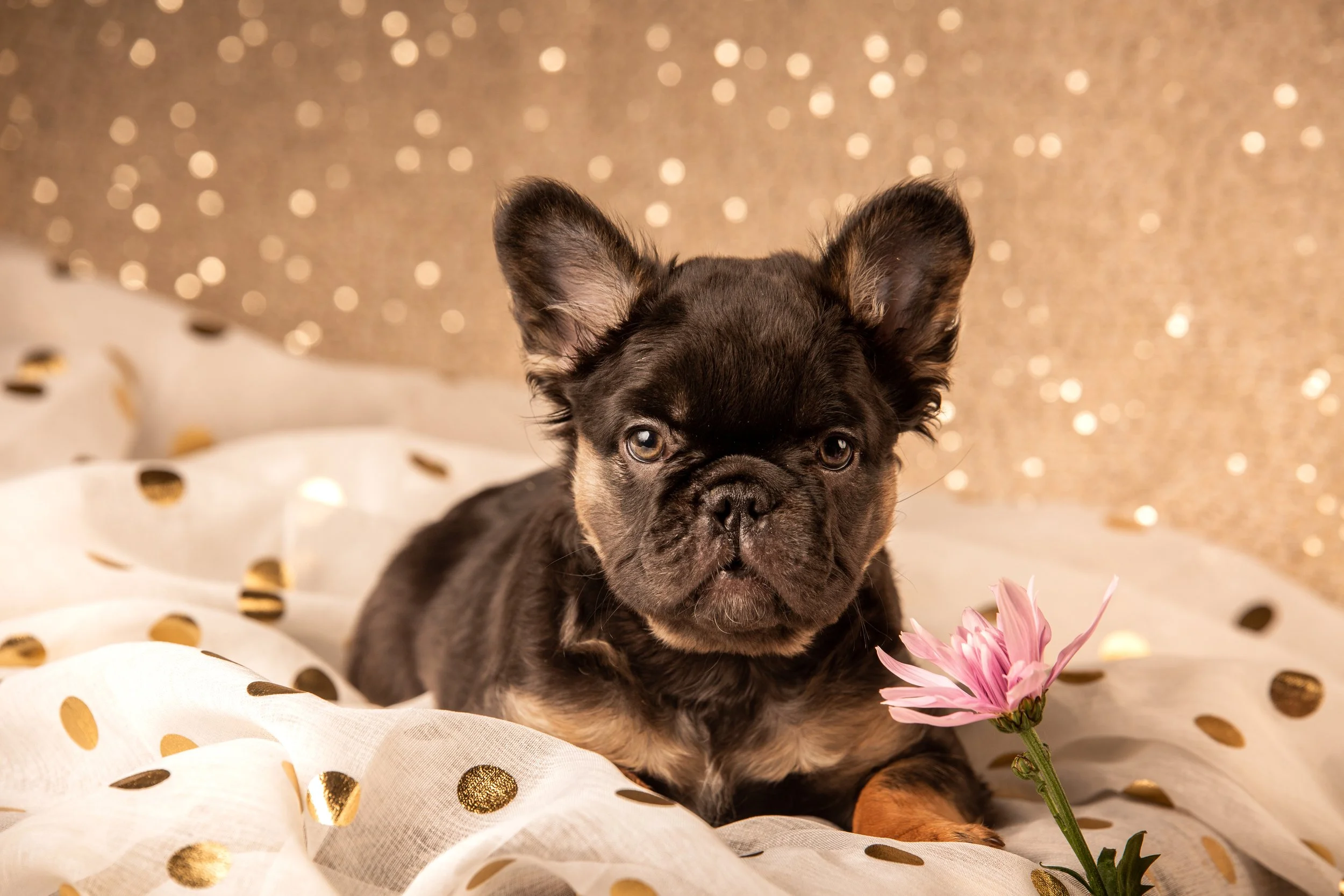 puppy finals-9.jpg