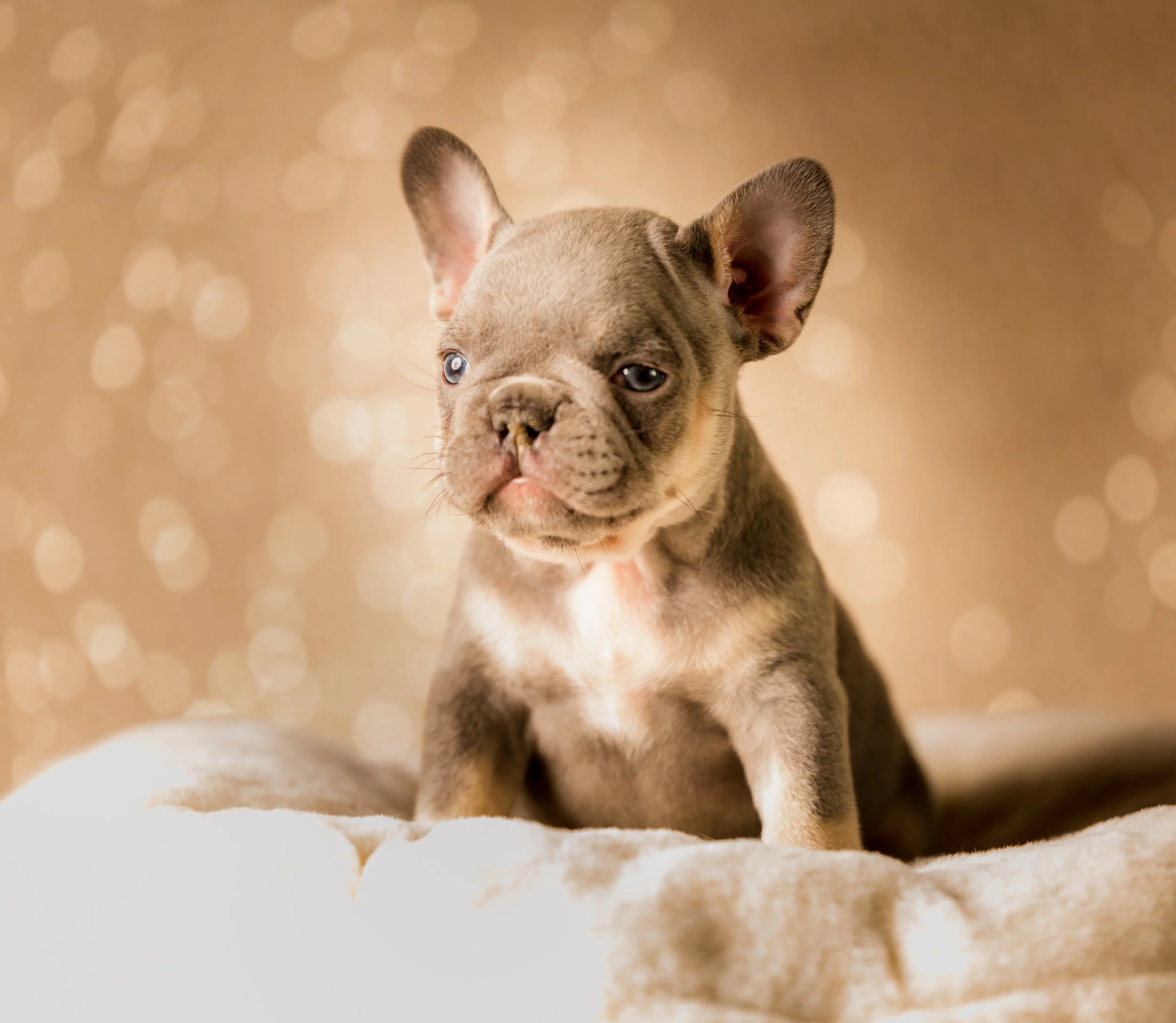 puppy final-41.jpg