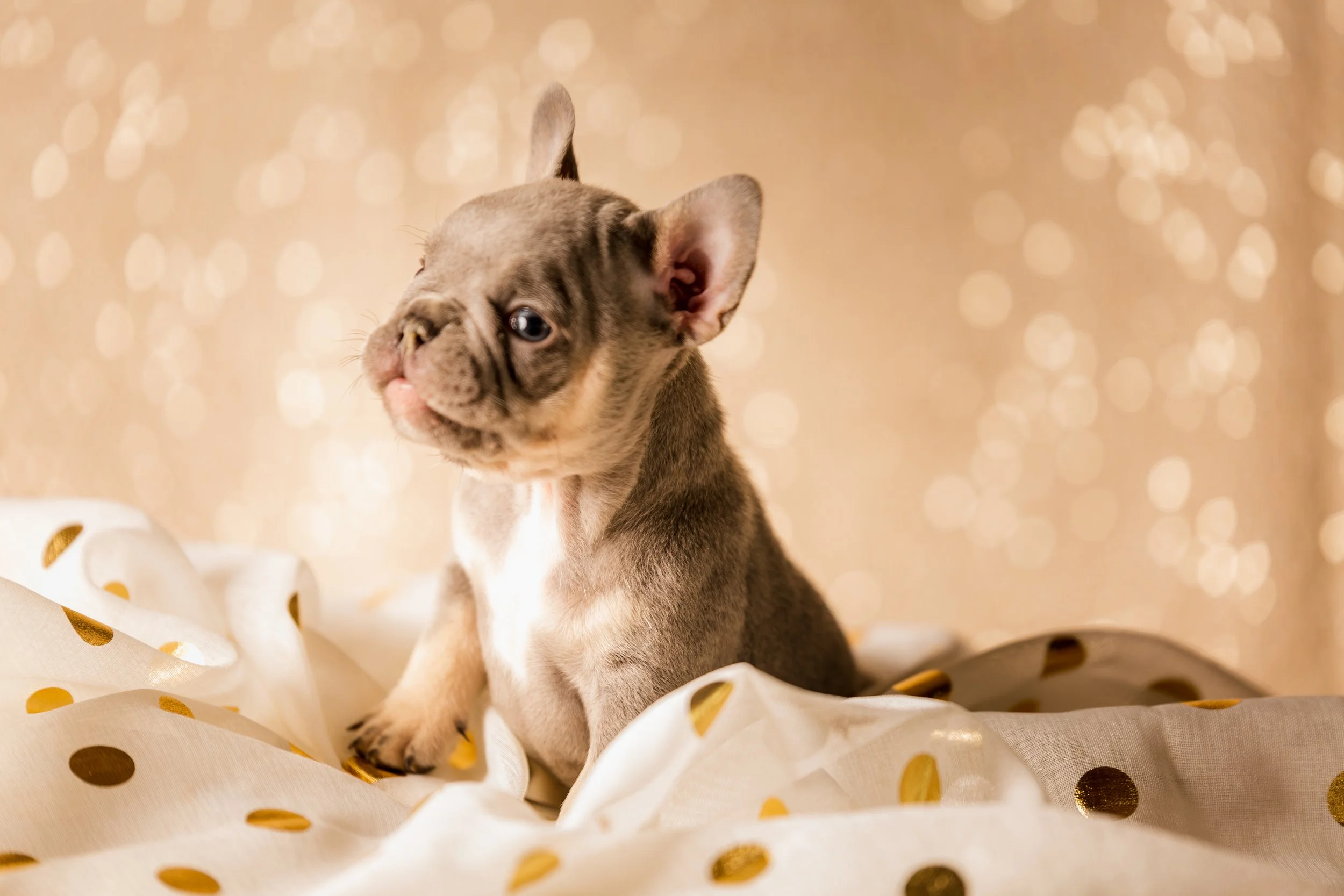 puppy final-40.jpg
