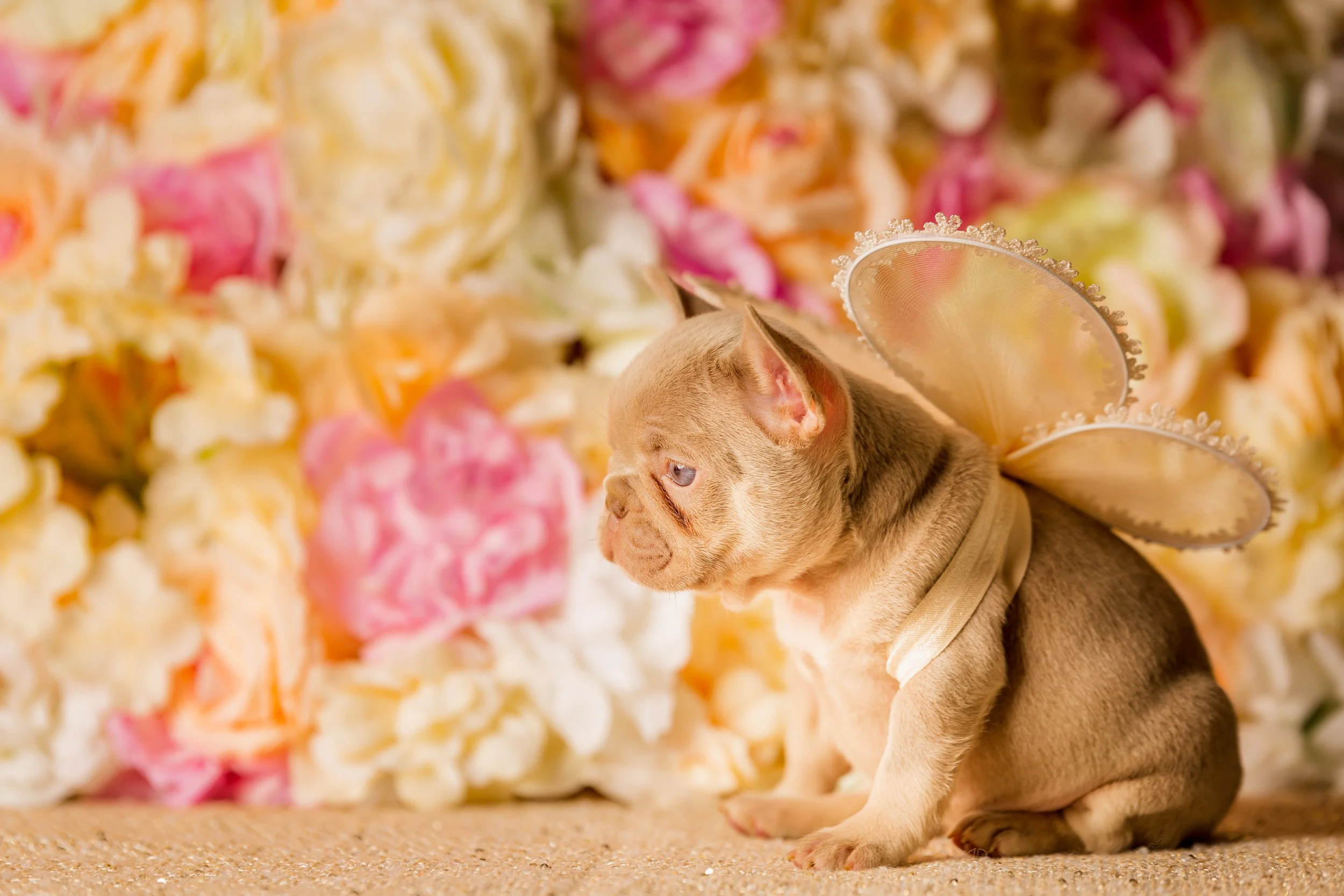 puppy final-34.jpg