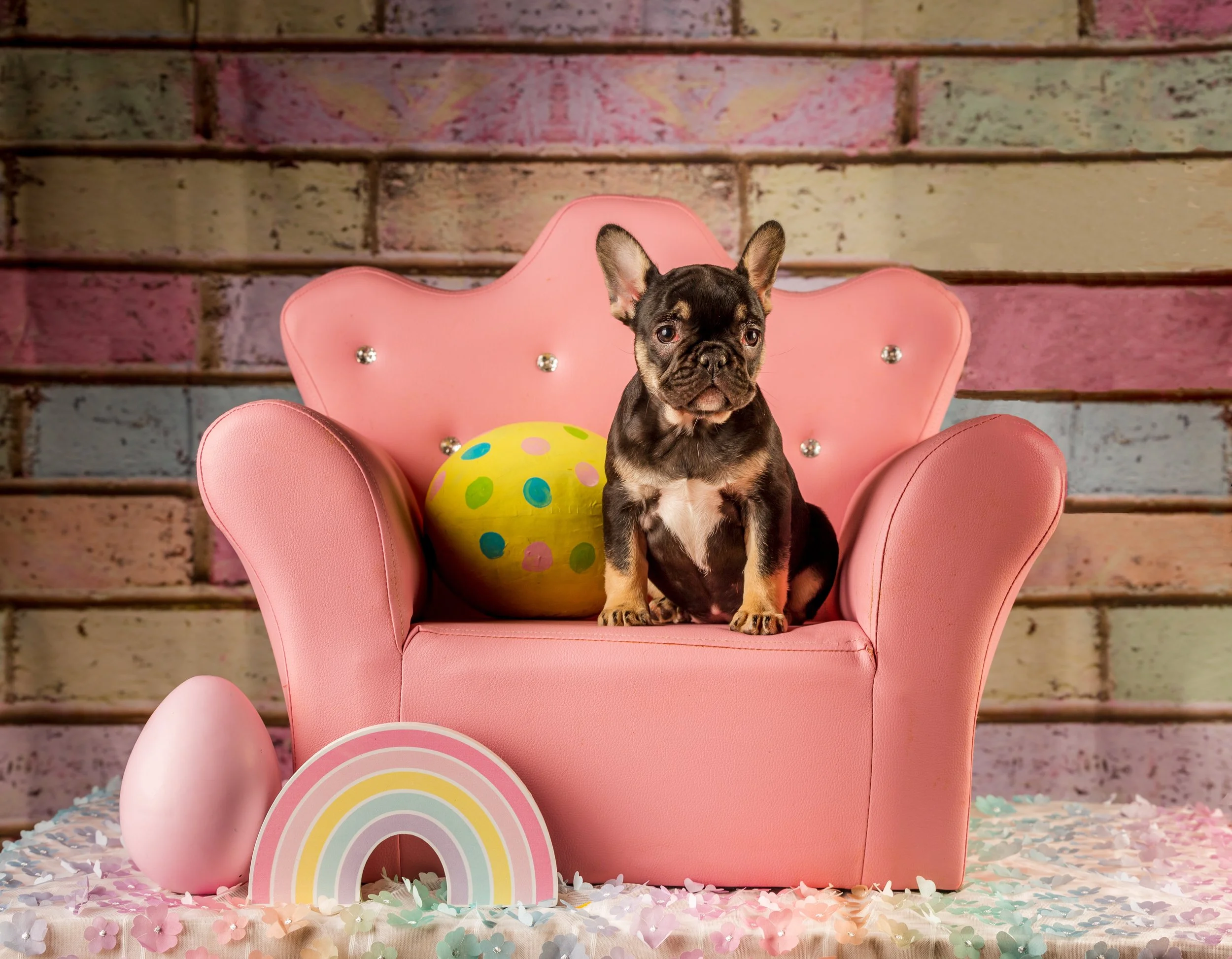 puppy final-8.jpg
