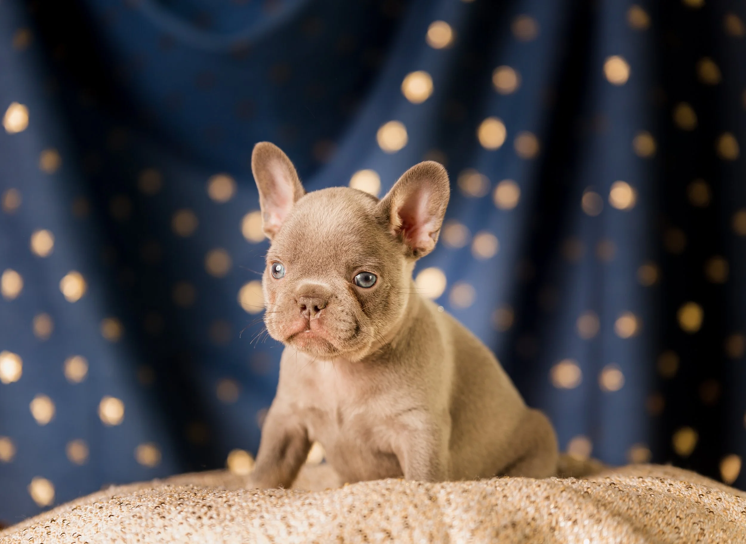 puppy final-37.jpg