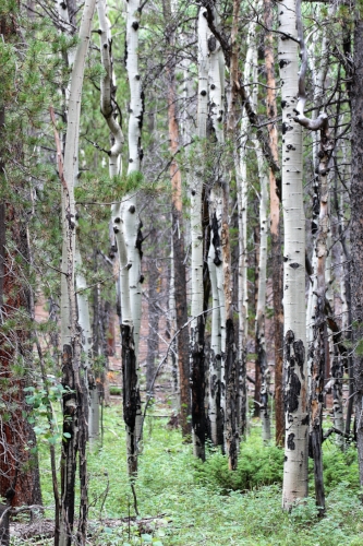 Beautiful Aspen