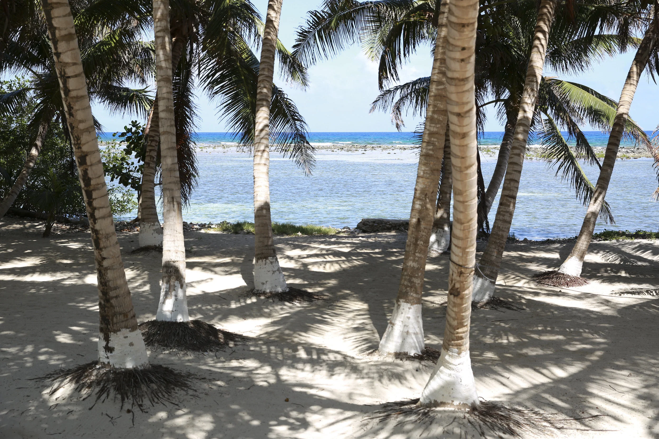 the Belize Barrier reef- right off the shore of tobacco caye