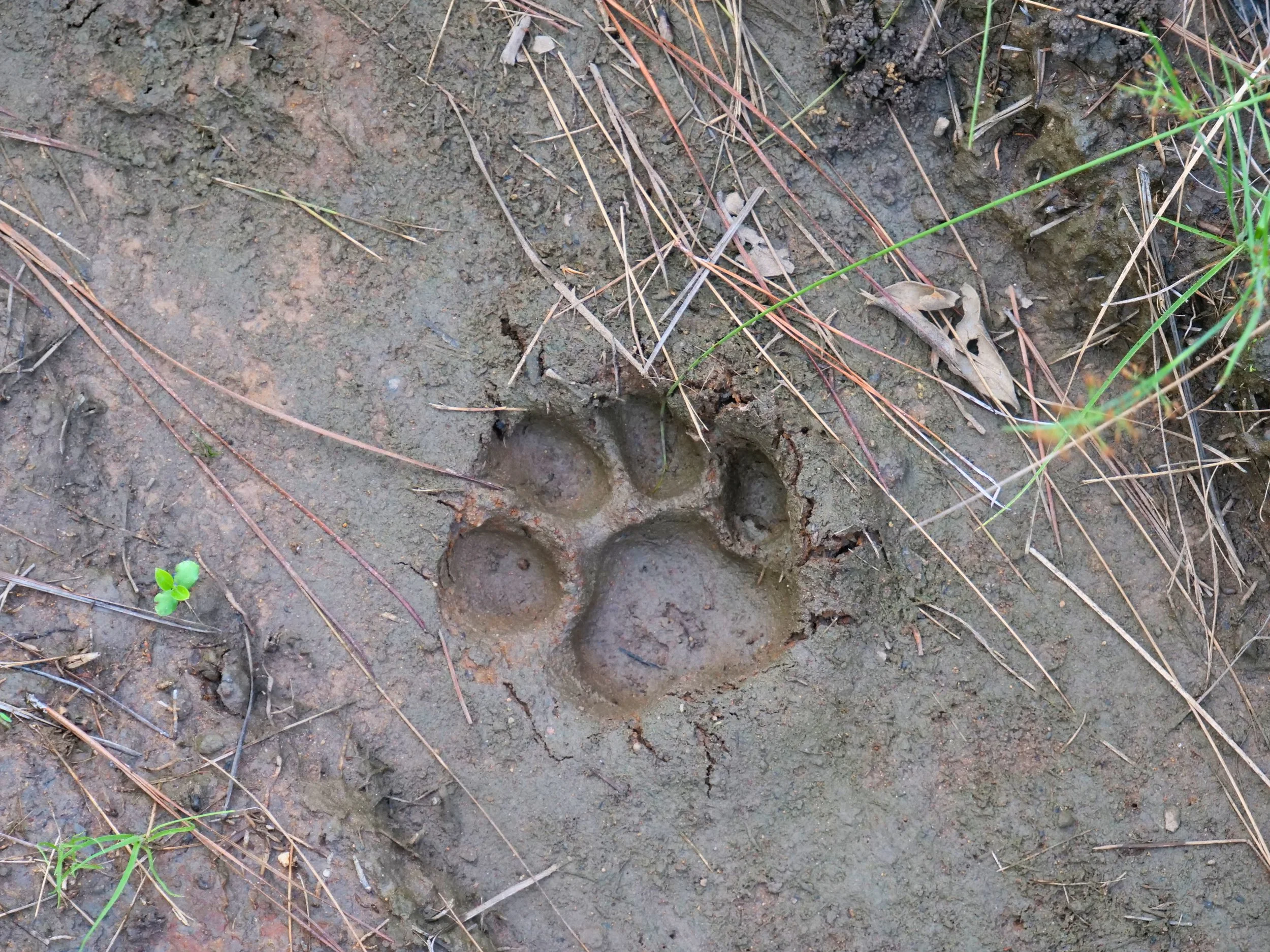 Jaguar Print.jpg