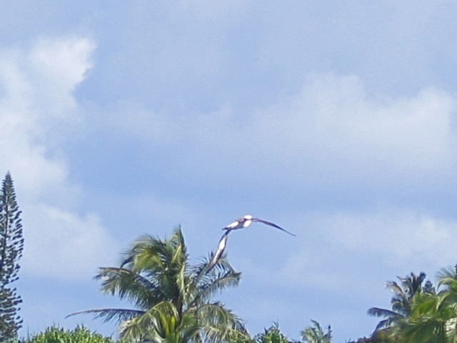 Amazing albatrosses nesting nearby