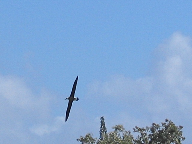 Another view of these amazing sea birds