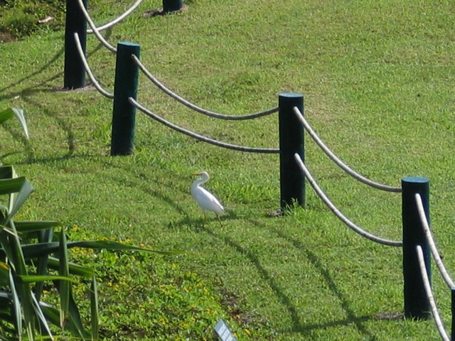 Cattle Egret in the lawn below