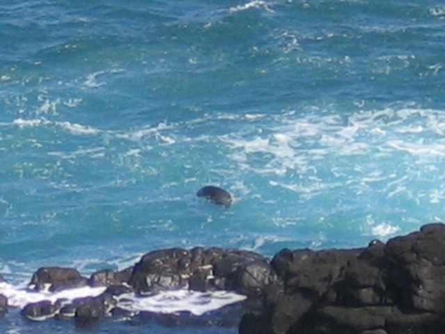 Hard to see, but that's a rare Monk Seal