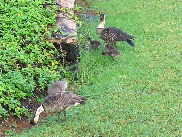 Baby Nene Geese (with their parents)