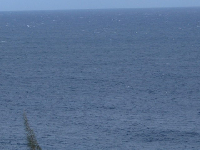 Whale out at sea (not a good shot, but you get the idea)