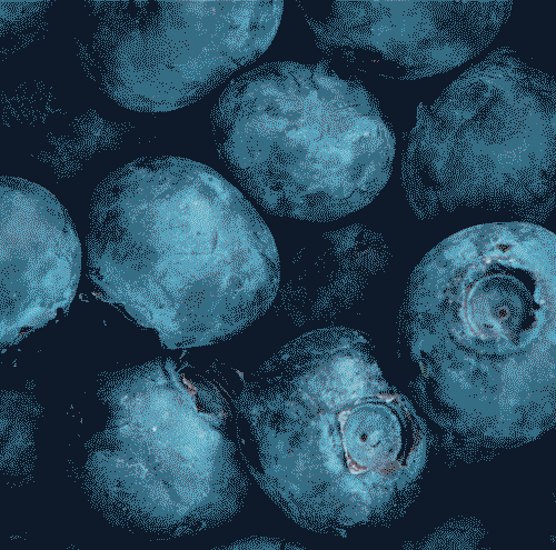 Blueberry_Video_LO.gif